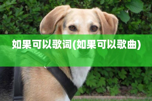 如果可以歌詞(如果可以歌曲) 