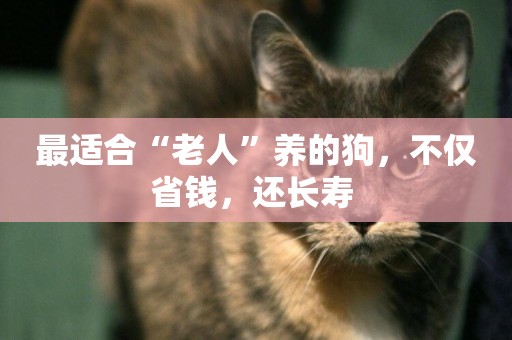最適合“老人”養的狗，不僅省錢，還長壽 