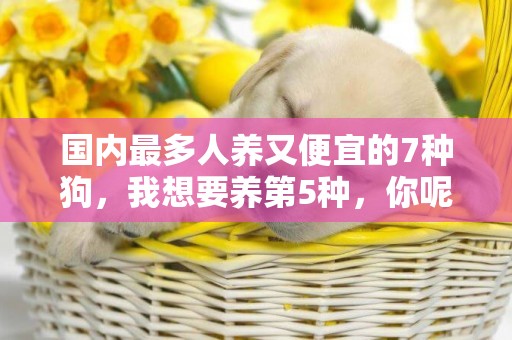 國內最多人養又便宜的7種狗，我想要養第5種，你呢？ 