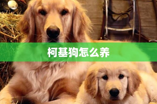 柯基狗怎么養