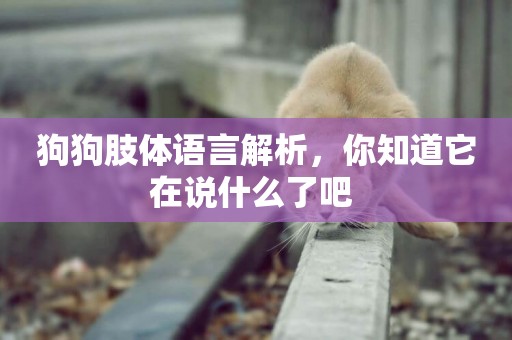 狗狗肢體語言解析，你知道它在說什么了吧 