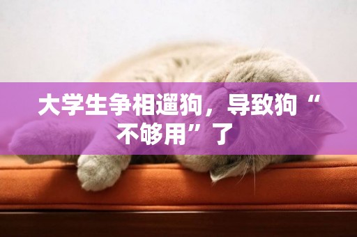 大學生爭相遛狗，導致狗“不夠用”了 