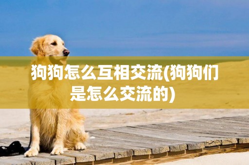 狗狗怎么互相交流(狗狗們是怎么交流的) 