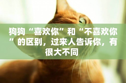 狗狗“喜歡你”和“不喜歡你”的區別，過來人告訴你，有很大不同 