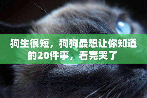 狗生很短，狗狗最想讓你知道的20件事，看完哭了 