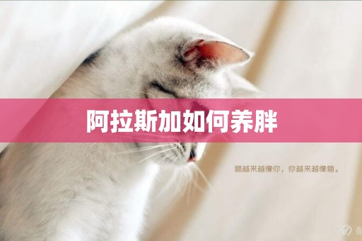 阿拉斯加如何養胖