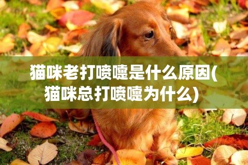 貓咪老打噴嚏是什么原因(貓咪總打噴嚏為什么) 