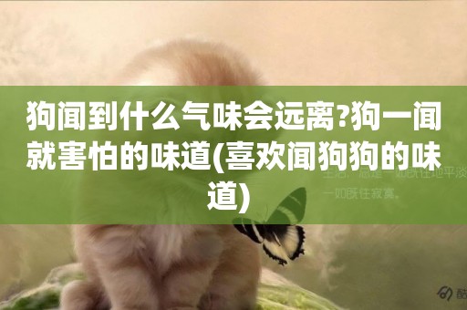 狗聞到什么氣味會遠離?狗一聞就害怕的味道(喜歡聞狗狗的味道) 