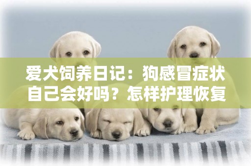 愛犬飼養日記：狗感冒癥狀自己會好嗎？怎樣護理恢復會快一點？ 