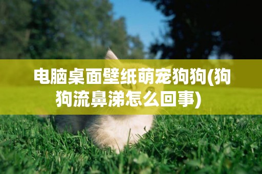 電腦桌面壁紙萌寵狗狗(狗狗流鼻涕怎么回事) 