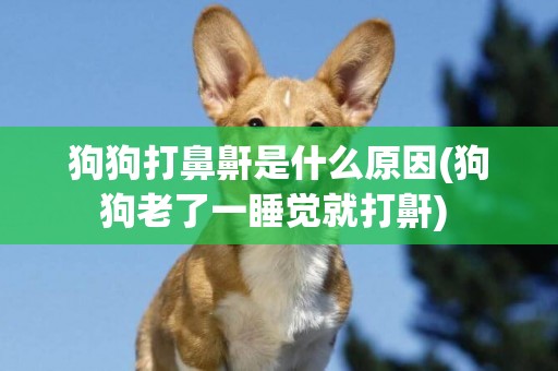 狗狗打鼻鼾是什么原因(狗狗老了一睡覺就打鼾) 
