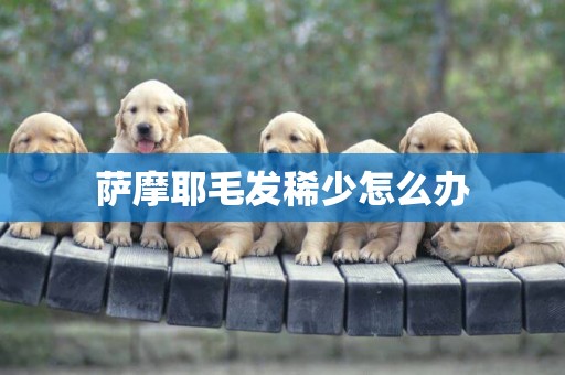 薩摩耶毛發稀少怎么辦