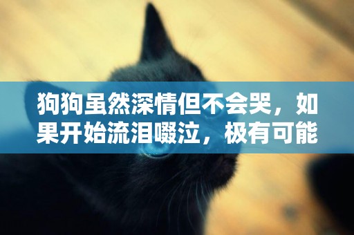 狗狗雖然深情但不會哭，如果開始流淚啜泣，極有可能是逆向噴嚏 