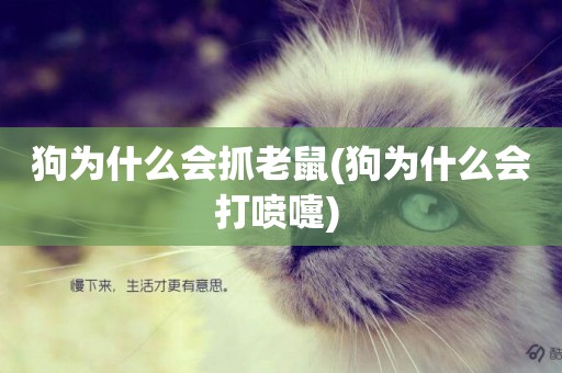 狗為什么會抓老鼠(狗為什么會打噴嚏) 