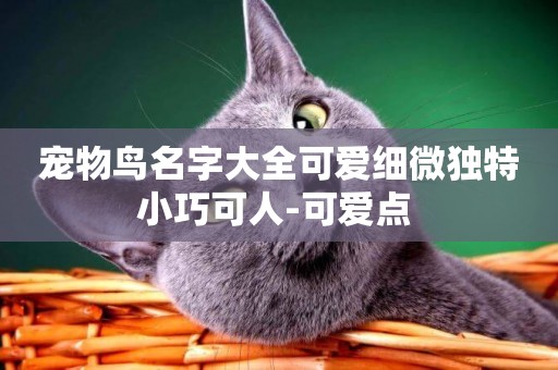 寵物鳥名字大全可愛細微獨特小巧可人-可愛點 