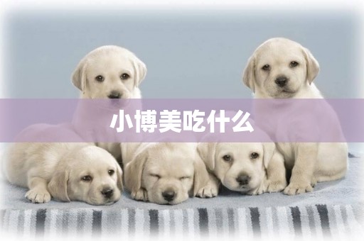 小博美吃什么