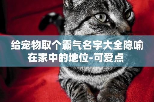 給寵物取個霸氣名字大全隱喻在家中的地位-可愛點 