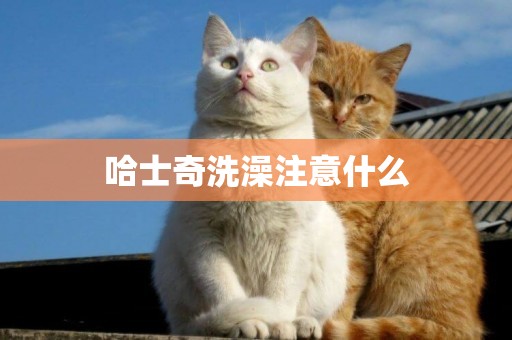 哈士奇洗澡注意什么