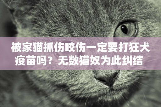 被家貓抓傷咬傷一定要打狂犬疫苗嗎？無數貓奴為此糾結 