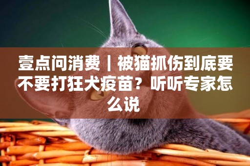 壹點問消費｜被貓抓傷到底要不要打狂犬疫苗？聽聽專家怎么說 