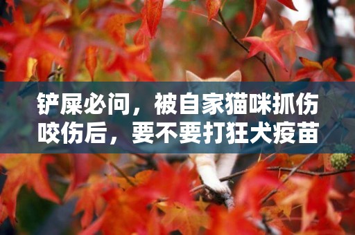 鏟屎必問，被自家貓咪抓傷咬傷后，要不要打狂犬疫苗？ 