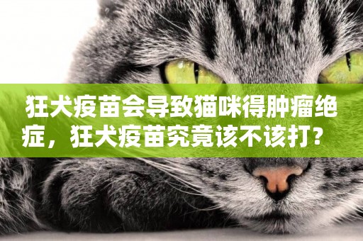 狂犬疫苗會導致貓咪得腫瘤絕癥，狂犬疫苗究竟該不該打？ 