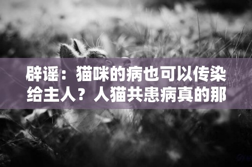 辟謠：貓咪的病也可以傳染給主人？人貓共患病真的那么可怕嗎？ 