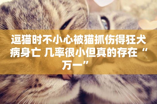 逗貓時不小心被貓抓傷得狂犬病身亡 幾率很小但真的存在“萬一” 