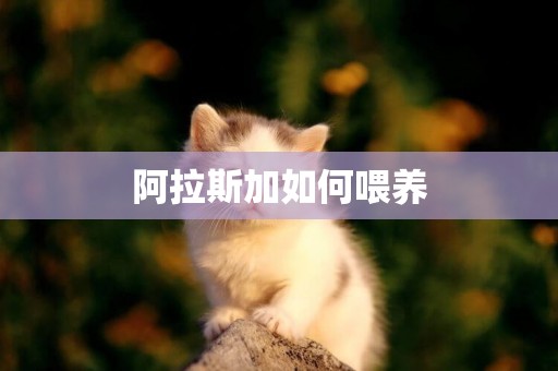 阿拉斯加如何喂養
