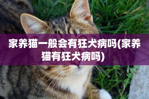 家養貓一般會有狂犬病嗎(家養貓有狂犬病嗎) 