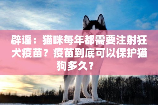 辟謠：貓咪每年都需要注射狂犬疫苗？疫苗到底可以保護貓狗多久？ 