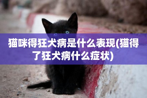 貓咪得狂犬病是什么表現(貓得了狂犬病什么癥狀) 