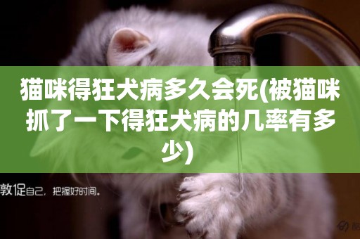 貓咪得狂犬病多久會死(被貓咪抓了一下得狂犬病的幾率有多少) 