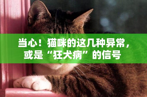 當心！貓咪的這幾種異常，或是“狂犬病”的信號 