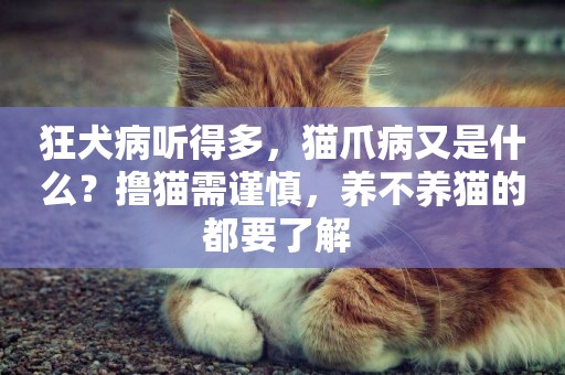 狂犬病聽得多，貓爪病又是什么？擼貓需謹慎，養不養貓的都要了解 