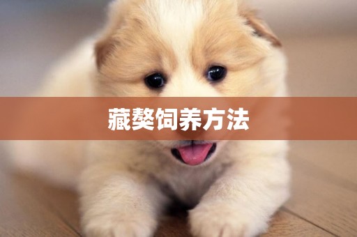 藏獒飼養方法