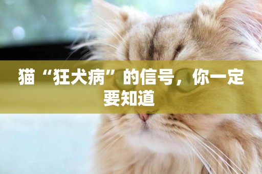 貓“狂犬病”的信號，你一定要知道 