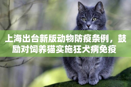 上海出臺新版動物防疫條例，鼓勵對飼養貓實施狂犬病免疫 