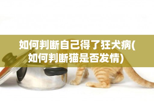 如何判斷自己得了狂犬病(如何判斷貓是否發情) 