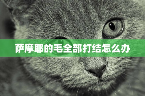 薩摩耶的毛全部打結怎么辦