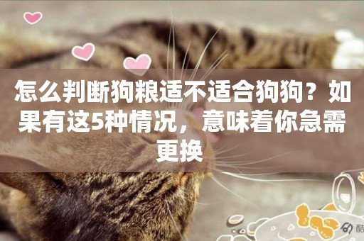 怎么判斷狗糧適不適合狗狗？如果有這5種情況，意味著你急需更換 