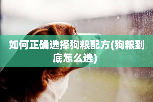 如何正確選擇狗糧配方(狗糧到底怎么選) 