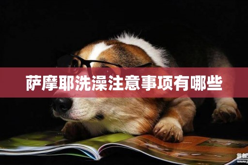 薩摩耶洗澡注意事項有哪些