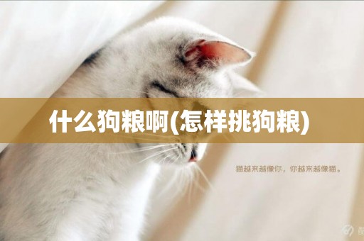 什么狗糧啊(怎樣挑狗糧) 