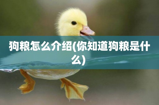 狗糧怎么介紹(你知道狗糧是什么) 