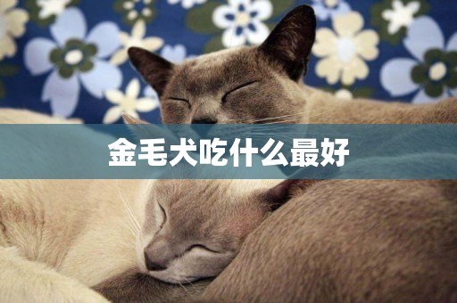 金毛犬吃什么最好