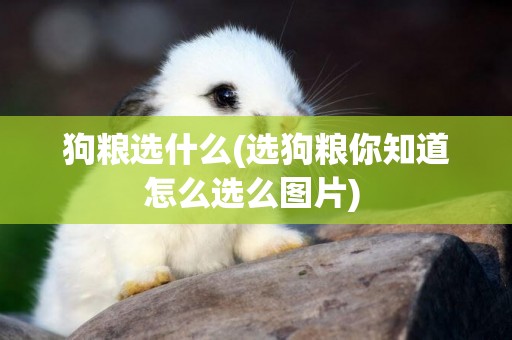 狗糧選什么(選狗糧你知道怎么選么圖片) 