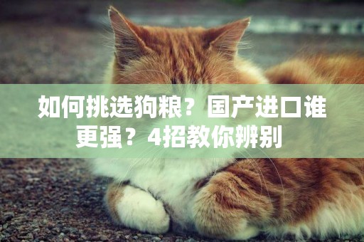 如何挑選狗糧？國產進口誰更強？4招教你辨別 