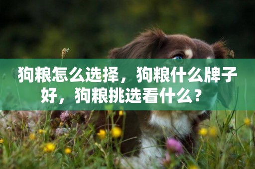 狗糧怎么選擇，狗糧什么牌子好，狗糧挑選看什么？ 