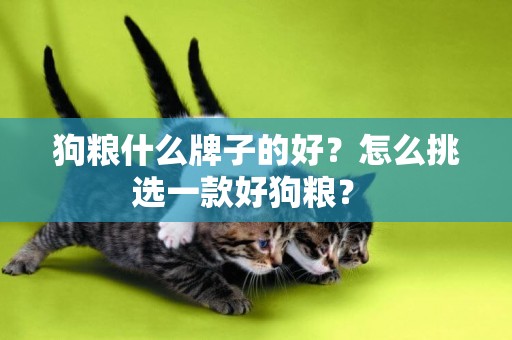 狗糧什么牌子的好？怎么挑選一款好狗糧？ 